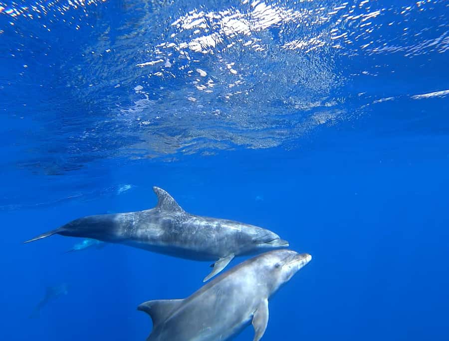3-hour Catamaran Adventure on the waters of Sal Island - The short swim and snorkel stop