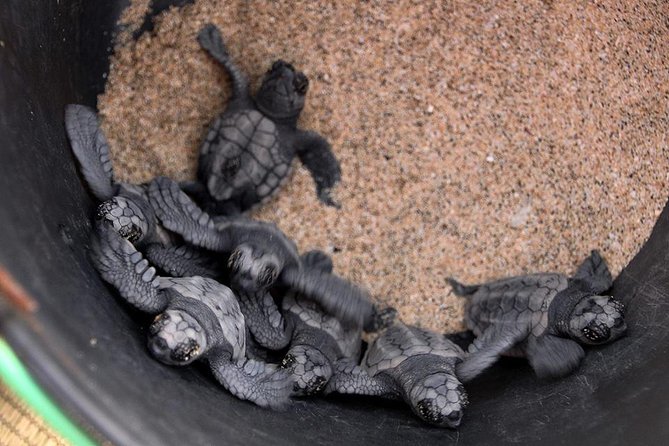 4h Turtle Watching with SSV Buggy Night 4WD - Serra Negra and the wild eastern coast