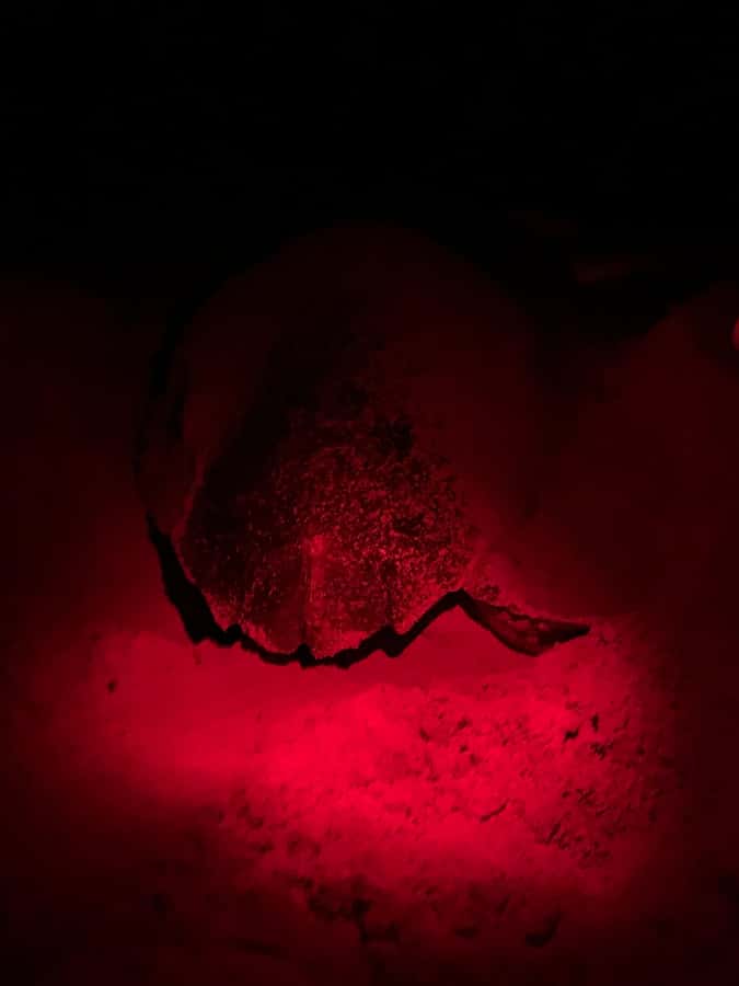 Boa Vista: Guided Turtle Experience with a Certified Guide - Waiting for a loggerhead on Boa Vista’s dark beach