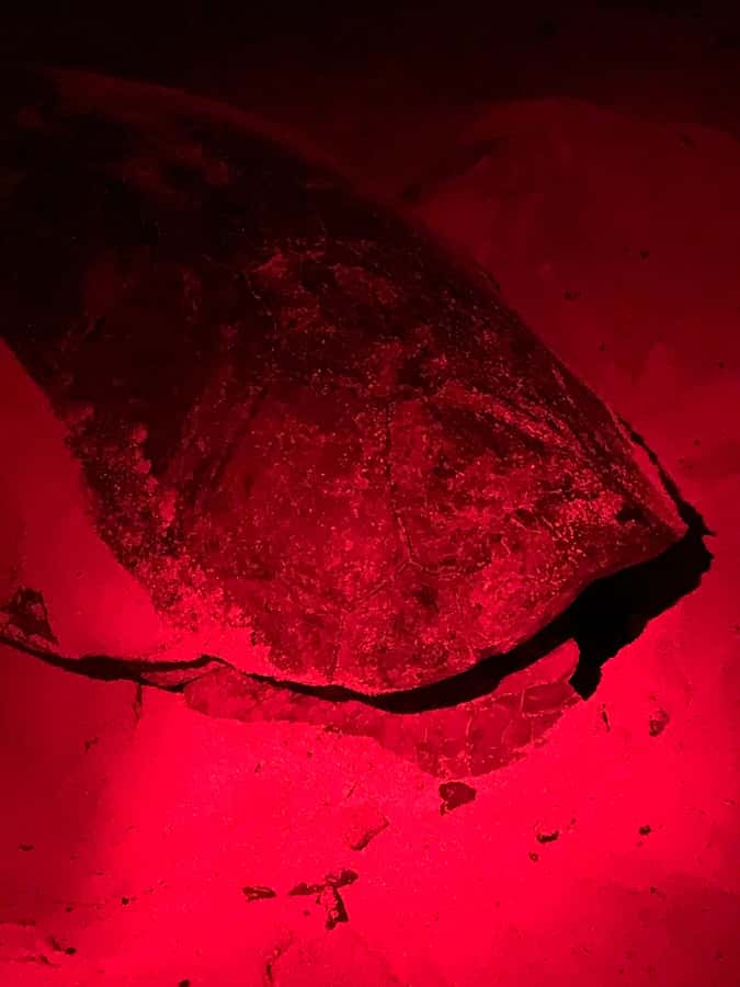 Boa Vista: Guided Turtle Experience with a Certified Guide - What the guide adds to the turtle encounter