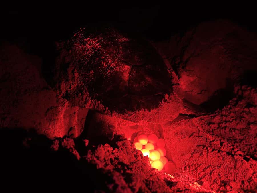 Boa Vista: Guided Turtle Experience with a Certified Guide - Why the rules matter
