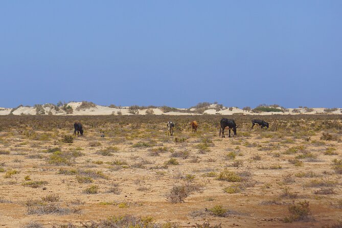 Boa Vista Island: Full-Day Wild Beaches & Viana Desert Experience - João Barrosa and the rough road to the coast