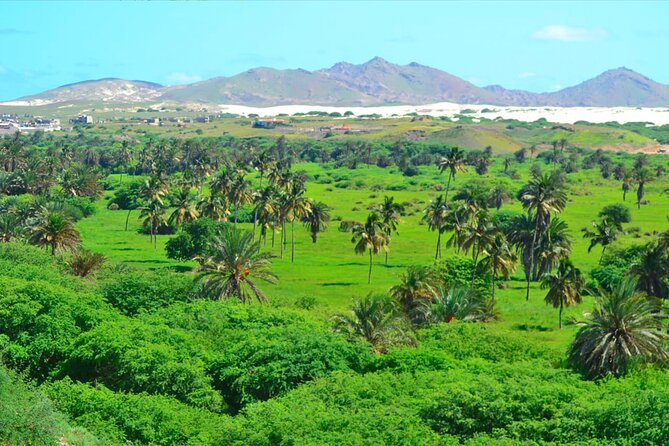 Boa Vista Island: Full-Day Wild Beaches & Viana Desert Experience - Walking the white dunes of Viana Desert