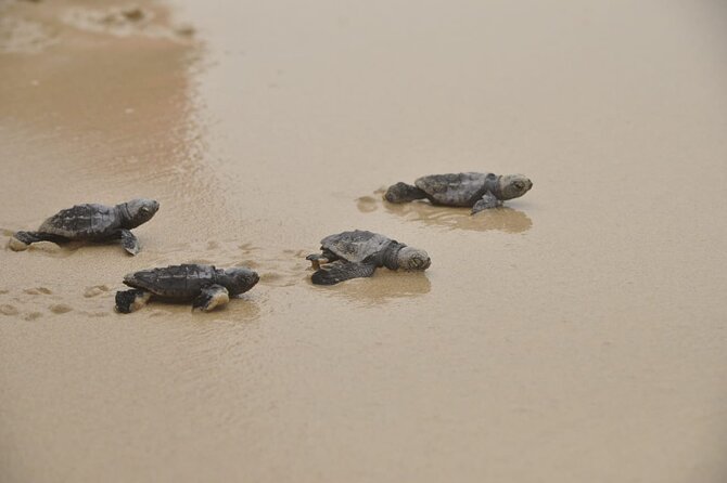 Boa Vista Island: Full-Day Wild Beaches & Viana Desert Experience - Fonte Vicente and the island’s hardy plant life