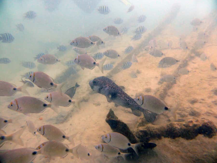 Boa Vista: Motoryacht Trip with Fishing, Snorkel, Beach BBQ - What the $111 price really covers