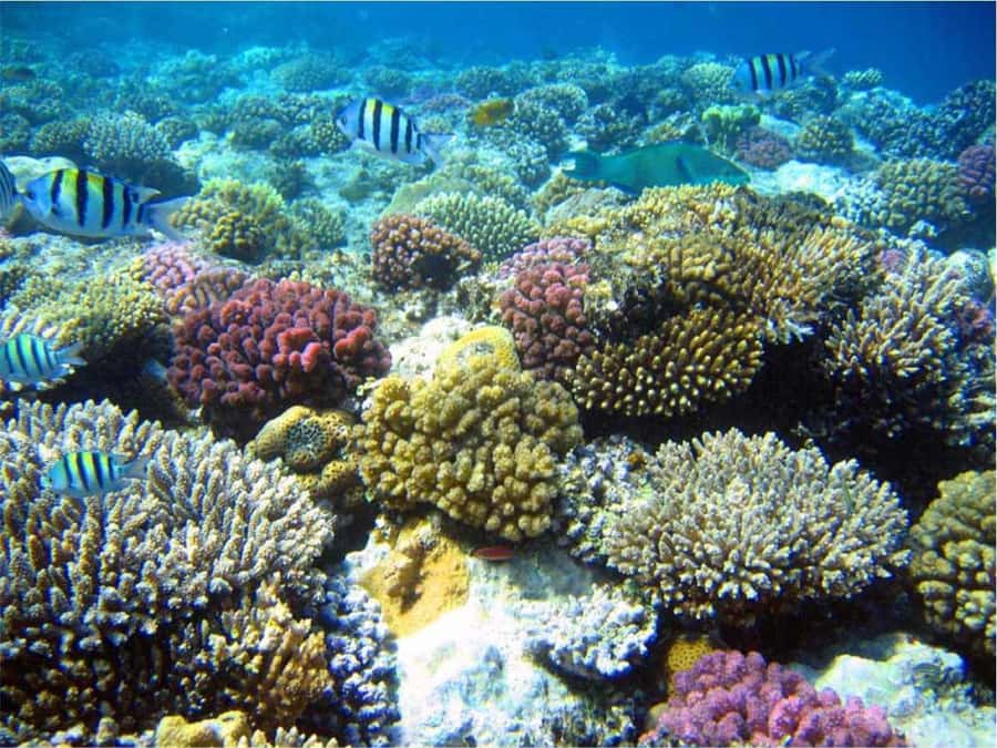 Boa Vista Reef Snorkeling in Gatas Bay / Aperitif with Locals - The 25-minute briefing sets the tone