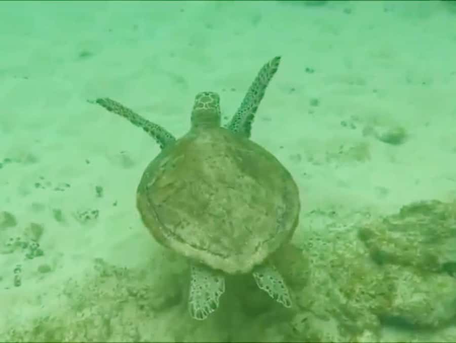 Boa Vista Reef Snorkeling in Gatas Bay / Aperitif with Locals - One hour among Boa Vista’s coral and fish
