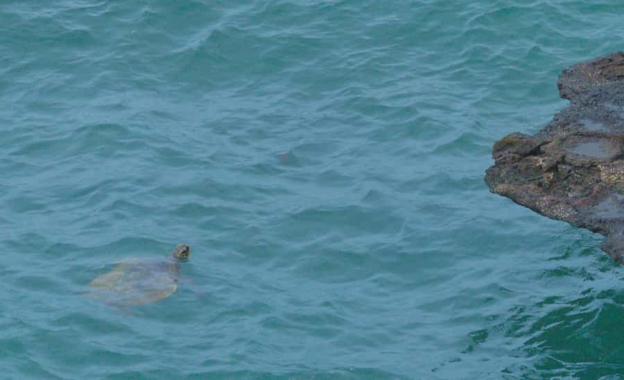 Boa Vista: Shark, Turtles, Cave, Sandboarding & Tasting Tour - Turtle Bay and Shark Bay: nature sets the timetable