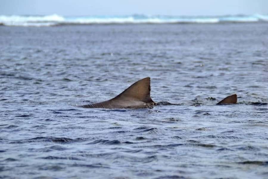 Boa Vista: Turtles, Sharks, City of Sal Rei, Santa Monica Beach, Shipwreck ... - Varandinha’s rock caves and seabirds