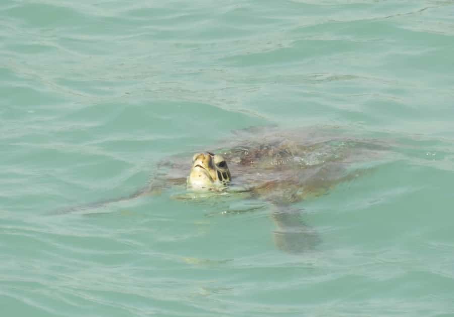Boa Vista: Turtles, Sharks, City of Sal Rei, Santa Monica Beach, Shipwreck ... - Sal Rei, the capital, and a useful lunch stop