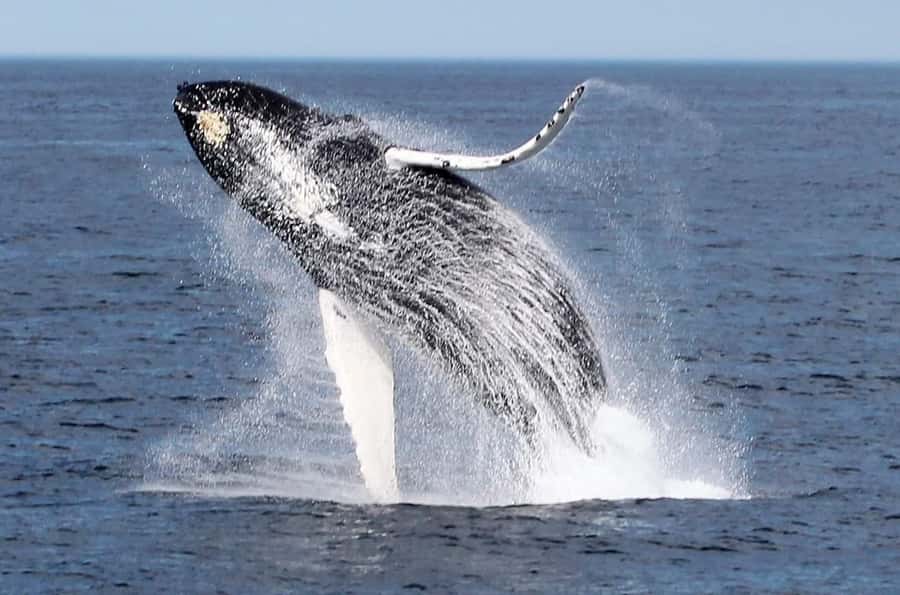 Boa Vista: Whale Watching Trip with Motoryacht - Key points to know before you book