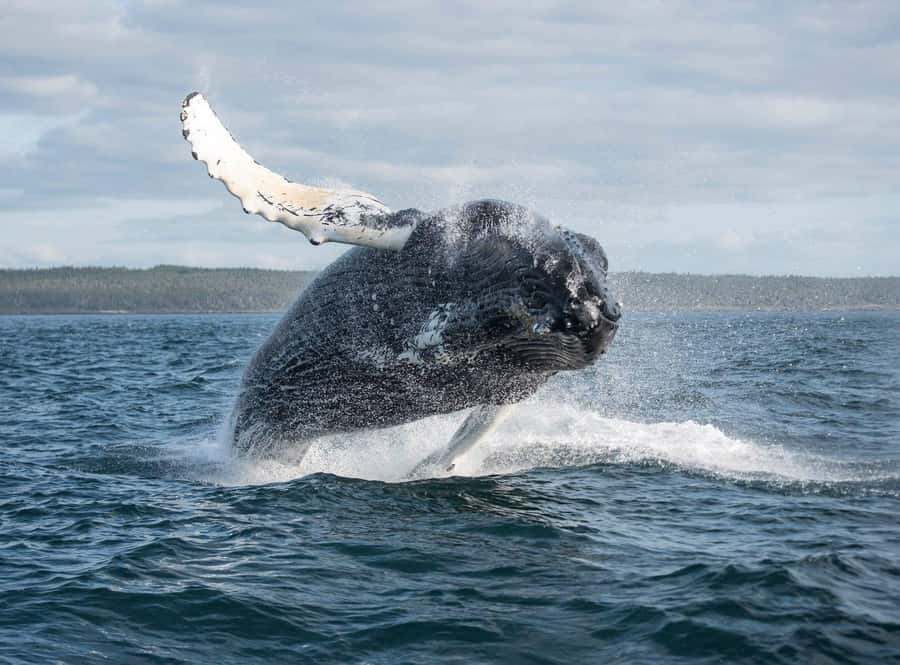 Boa Vista: Whale Watching Trip with Motoryacht - Boarding the motoryacht by dinghy