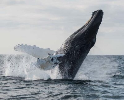 Whale Watching Trip with Motoryacht