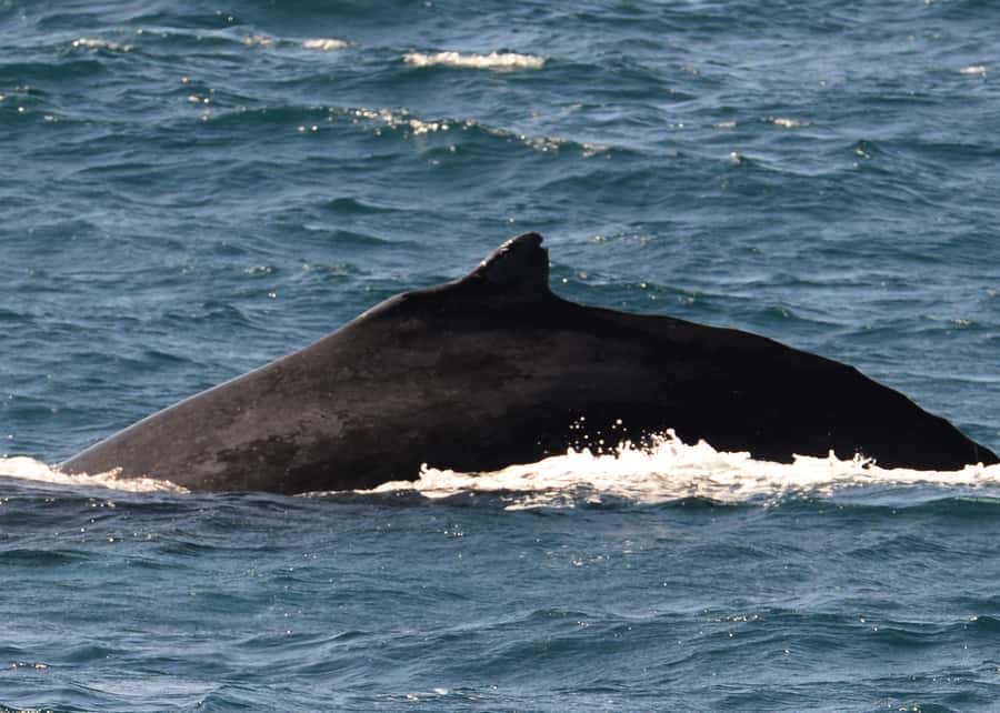 Boa Vista: Whale Watching Trip with Motoryacht - What the marine biologist adds