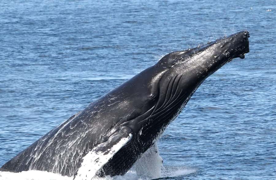 Boa Vista: Whale Watching Trip with Motoryacht - How much value do you get for $94?