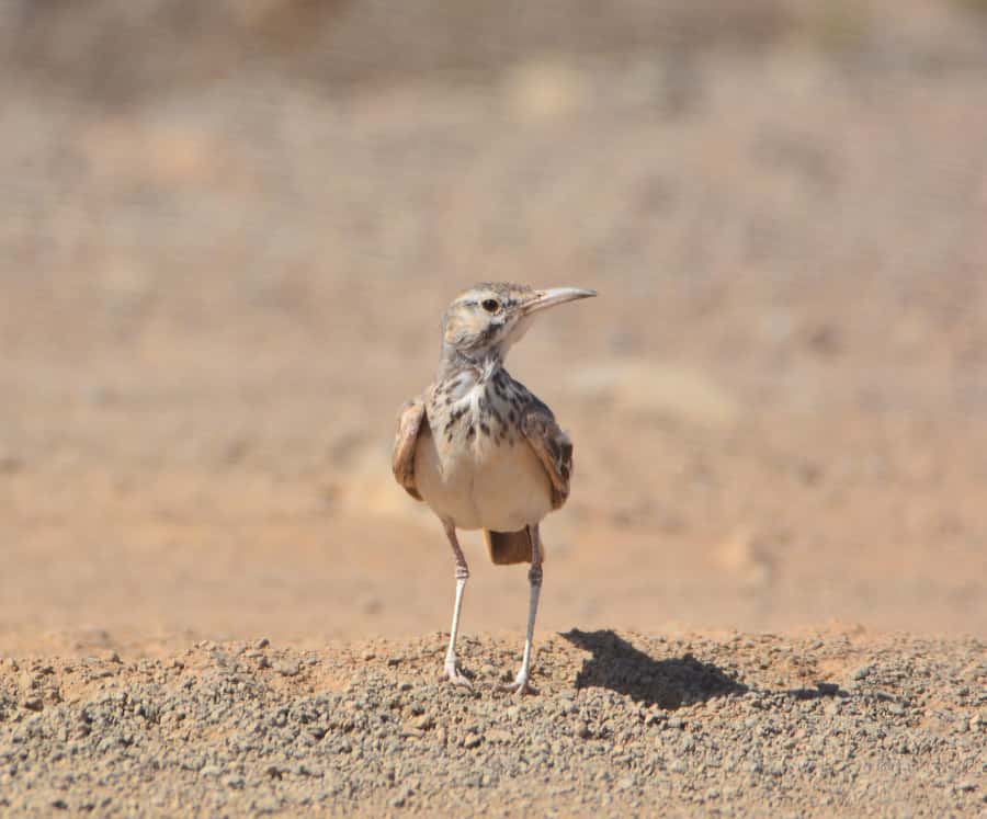 Boavista: Private Birdwatching Expedition in natural Habitat - Key points to know before you book