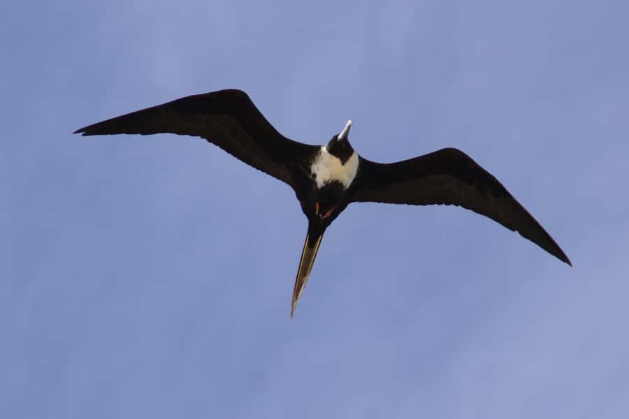 Boavista: Private Birdwatching Expedition in natural Habitat - Who will enjoy this most