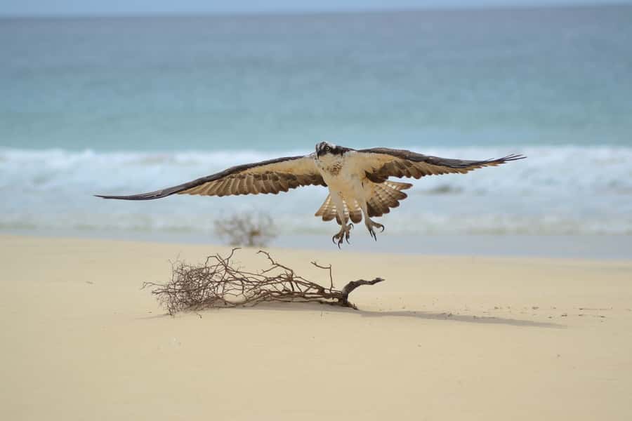 Boavista: Private Birdwatching Expedition in natural Habitat - A birding trip built around Boa Vista’s wild side