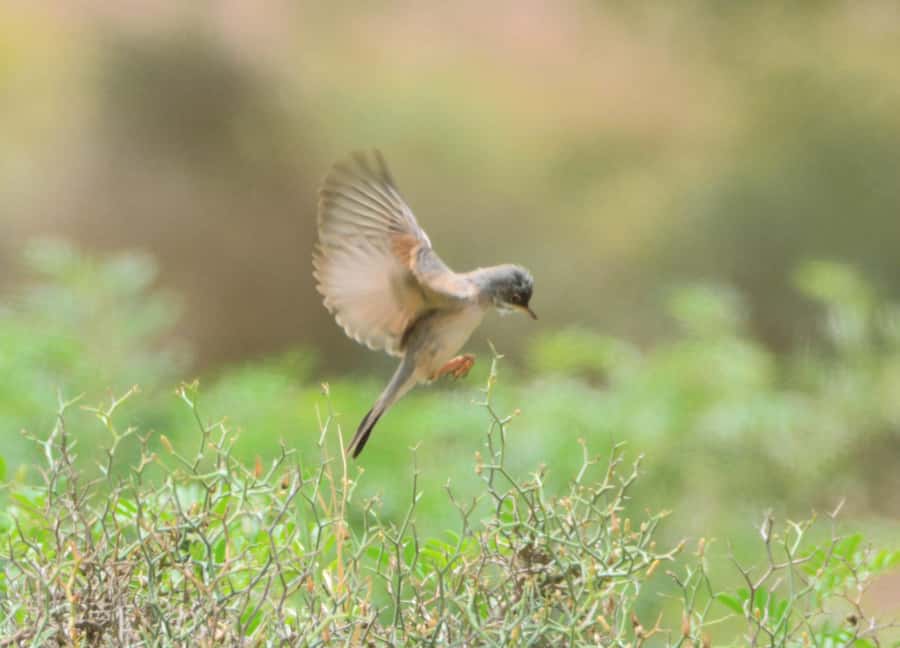 Boavista: Private Birdwatching Expedition in natural Habitat - Wetlands, salt marshes, and the best chance for waterbirds