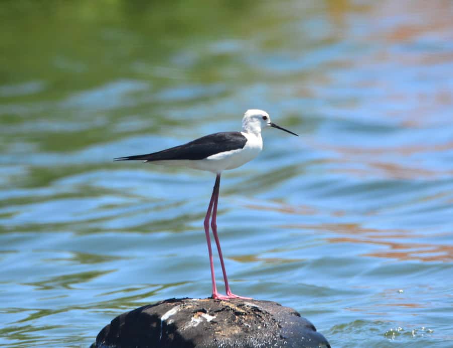Boavista: Private Birdwatching Expedition in natural Habitat - Coastal stops and open-country birds