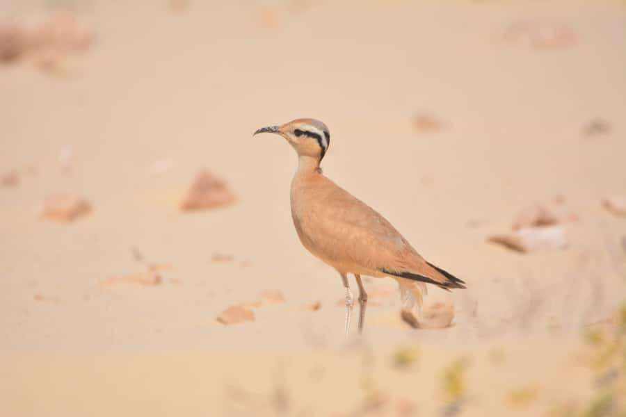 Boavista: Private Birdwatching Expedition in natural Habitat - The bird list you might build