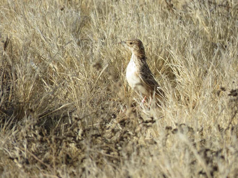 Boavista: Private Birdwatching Expedition in natural Habitat - Season and timing make a real difference