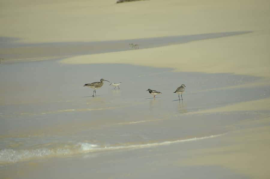 Boavista: Private Birdwatching Expedition in natural Habitat - The guide can make or break the outing