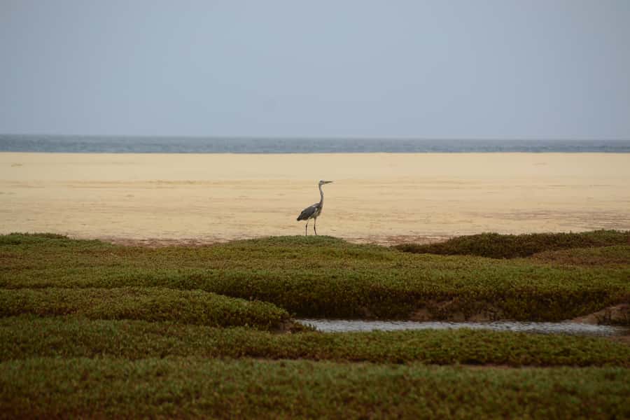 Boavista: Private Birdwatching Expedition in natural Habitat - How much value do you get for $176?