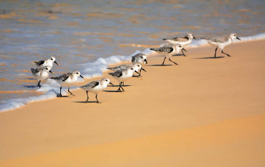 Boavista: Private Birdwatching Expedition in natural Habitat - What the 4x4 ride adds