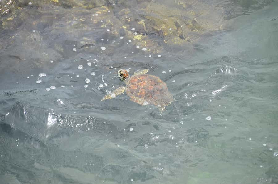 Boavista: Turtle, Shark, Santa Monica, Sandboard & Tasting - Key points to know before booking