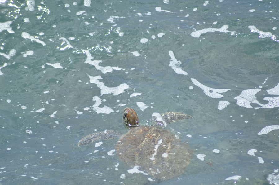 Boavista: Turtle, Shark, Santa Monica, Sandboard & Tasting - Turtle Bay and the green turtles