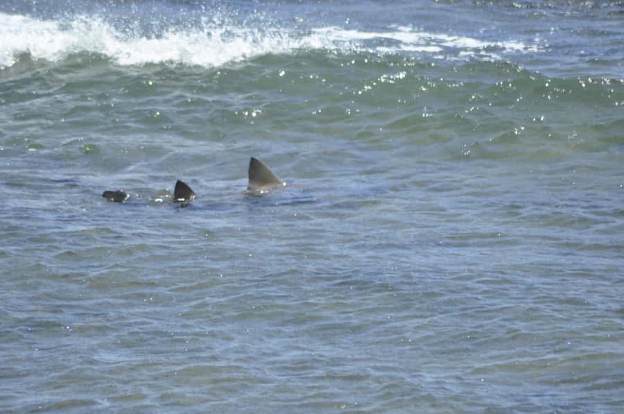 Boavista: Turtle, Shark, Santa Monica, Sandboard & Tasting - Shark Bay and the limits of nature