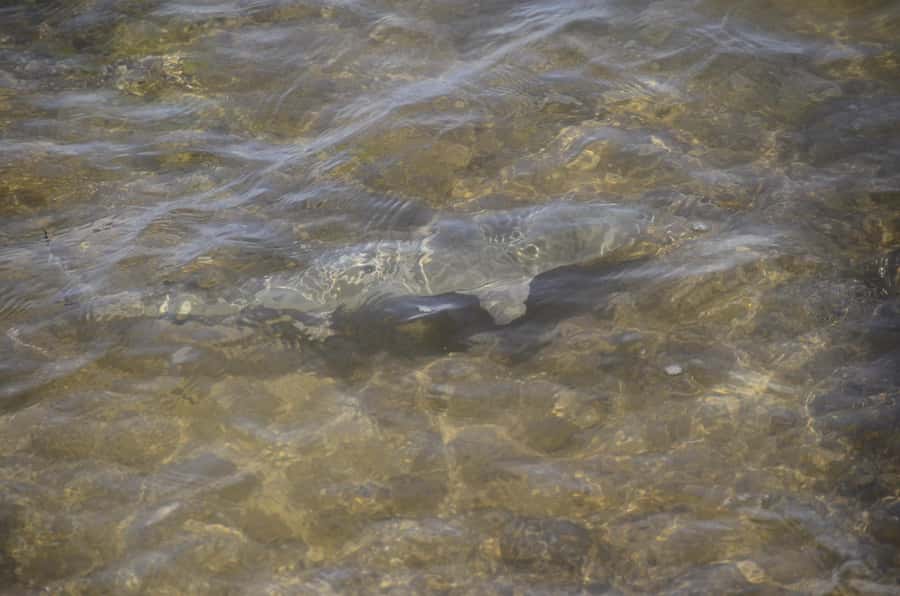 Boavista: Turtle, Shark, Santa Monica, Sandboard & Tasting - Pickup and the open-air 4x4 ride