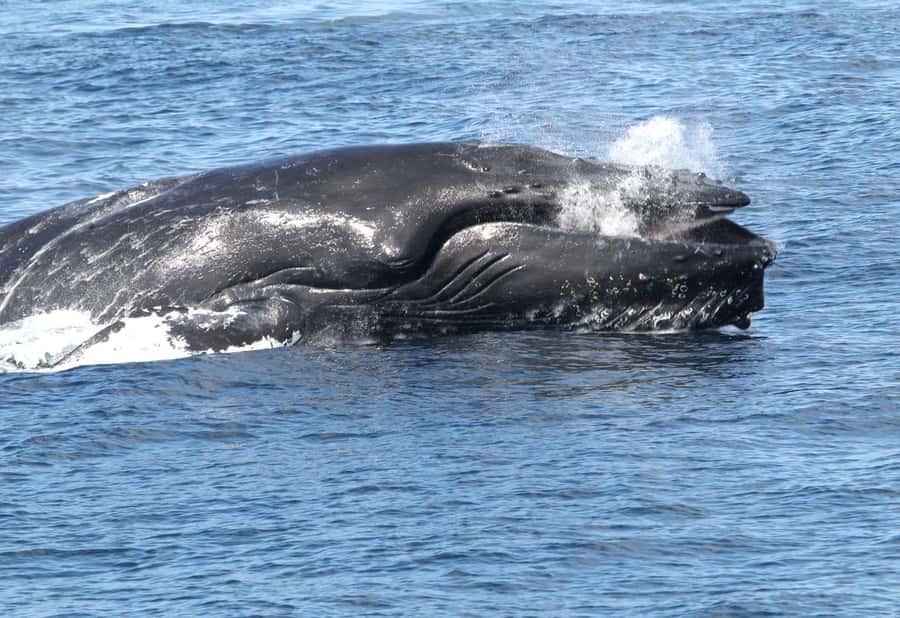 Boavista: Whale Watching half day trip - The briefing with the marine biologist