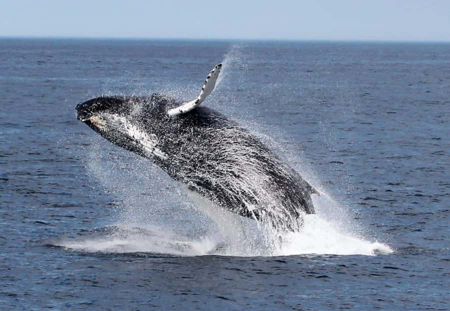Boavista: Whale Watching half day trip - Two to three hours on the open sea
