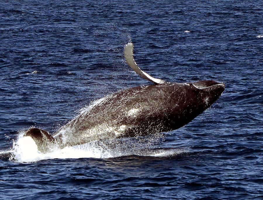Boavista: Whale Watching half day trip - Practical packing advice for the morning