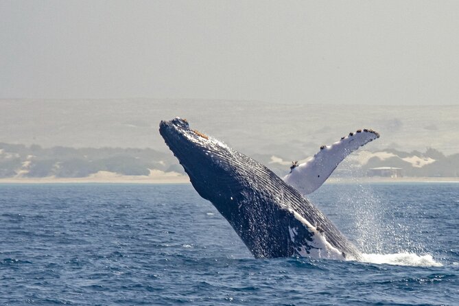 Catamaran Sailing Tour or Whale Watching at Boa Vista - Setting sail from Praia do Estoril