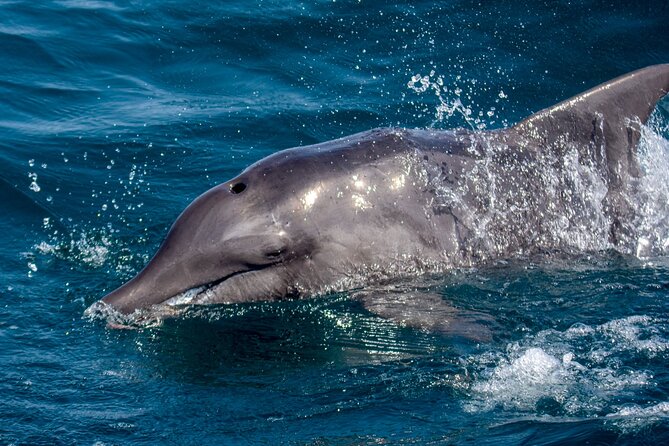Catamaran Sailing Tour or Whale Watching at Boa Vista - The catamaran and the value of a small group