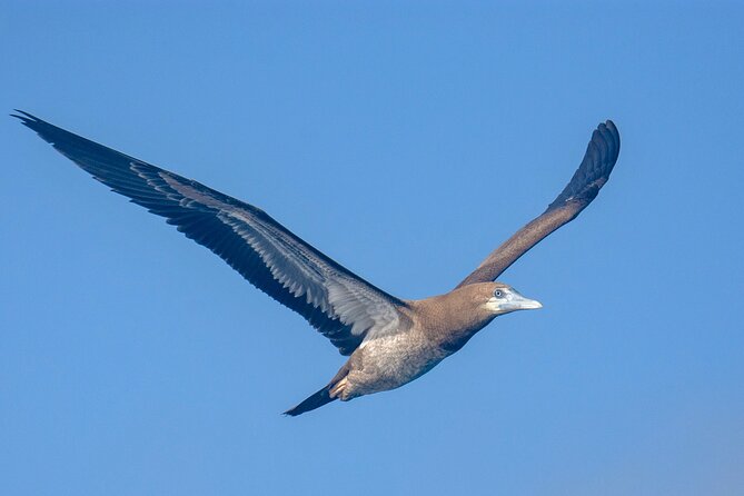 Catamaran Sailing Tour or Whale Watching at Boa Vista - What the three-hour route feels like