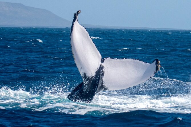 Catamaran Sailing Tour or Whale Watching at Boa Vista - Who will enjoy this Boa Vista catamaran trip