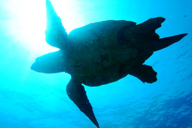 Discover Scuba Diving in Sal - What the equipment includes