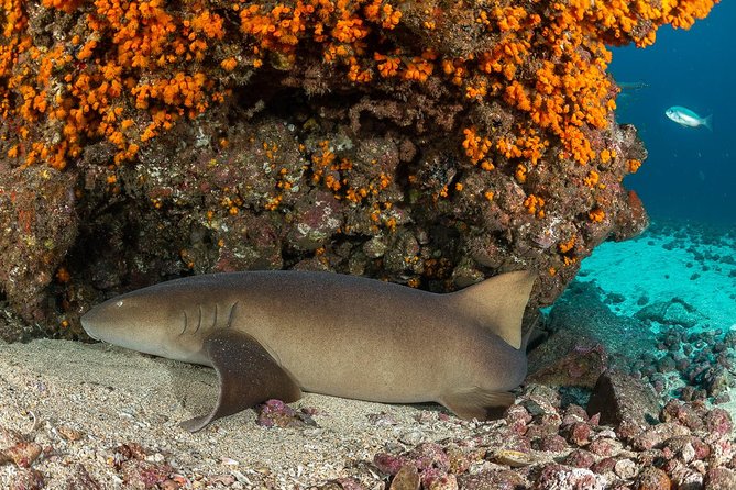 Double Diving in Sal Island - Half Day - How the small group changes the experience
