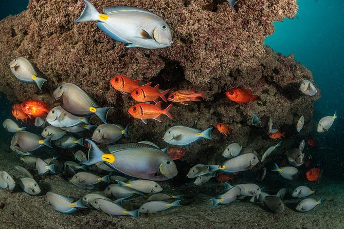 Double Diving in Sal Island - Half Day - Two sites, two different ways to see Sal