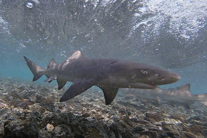 Experience on Sal Island with native and certified guide (including sharks) - Pedra de Lume village and Sal’s salt economy