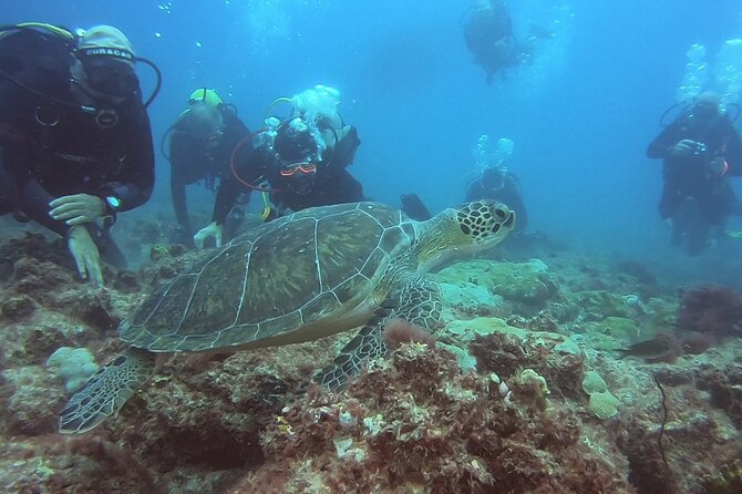 First Diving Experience Try Dive - Key points to know before you book