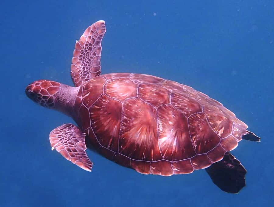 From Mindelo: São Vicente's Enchanting Sea Turtle Snorkeling - Getting Ready With Gear and Safety Advice