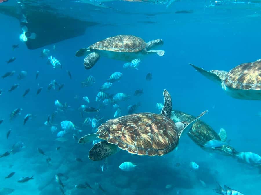 From Mindelo: São Vicente's Enchanting Sea Turtle Snorkeling - About an Hour in the Water