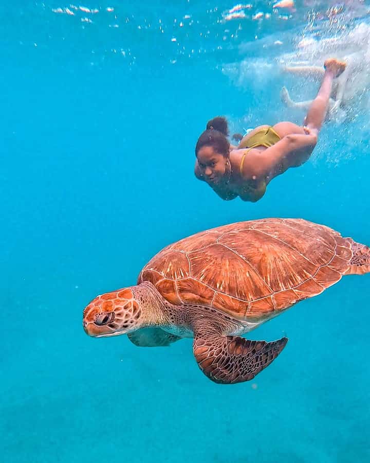 From Mindelo: Snorkel and Swim with Sea Turtles - Key points about the São Pedro turtle swim