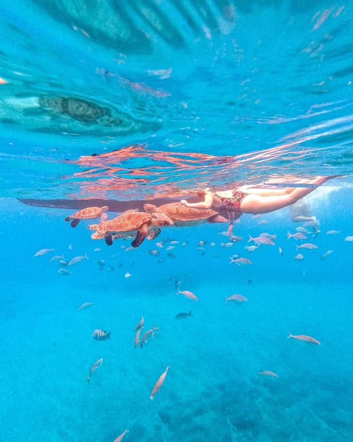 From Mindelo: Snorkel and Swim with Sea Turtles - Watching turtles gather around the wooden boat