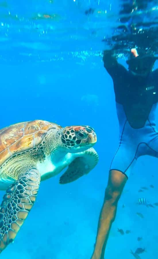 From Mindelo: Snorkel and Swim with Sea Turtles - Why the small group of nine is worth noting